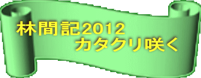 林間記2012 　　　　カタクリ咲く